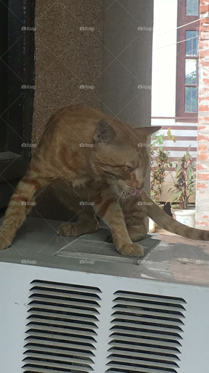 Beautiful cat at the back side of my gallery.She is very cute and beautiful.This cat is very familiar with the people 