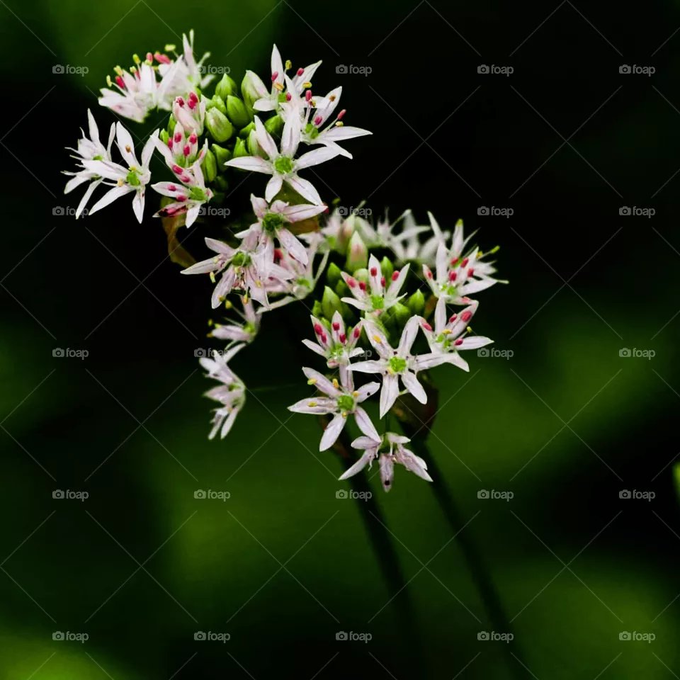 white wild flowers