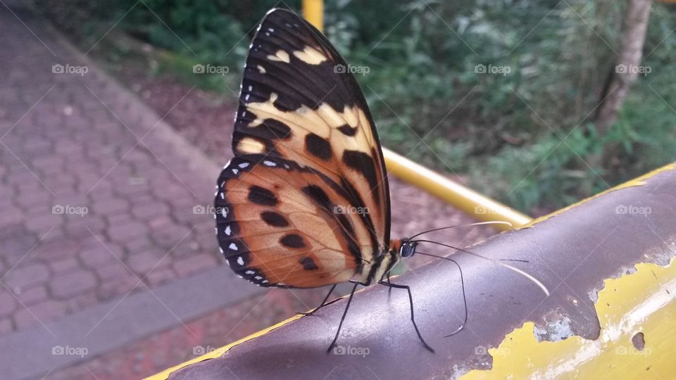 Butterfly in Iguaću. Photo taken in April 2015