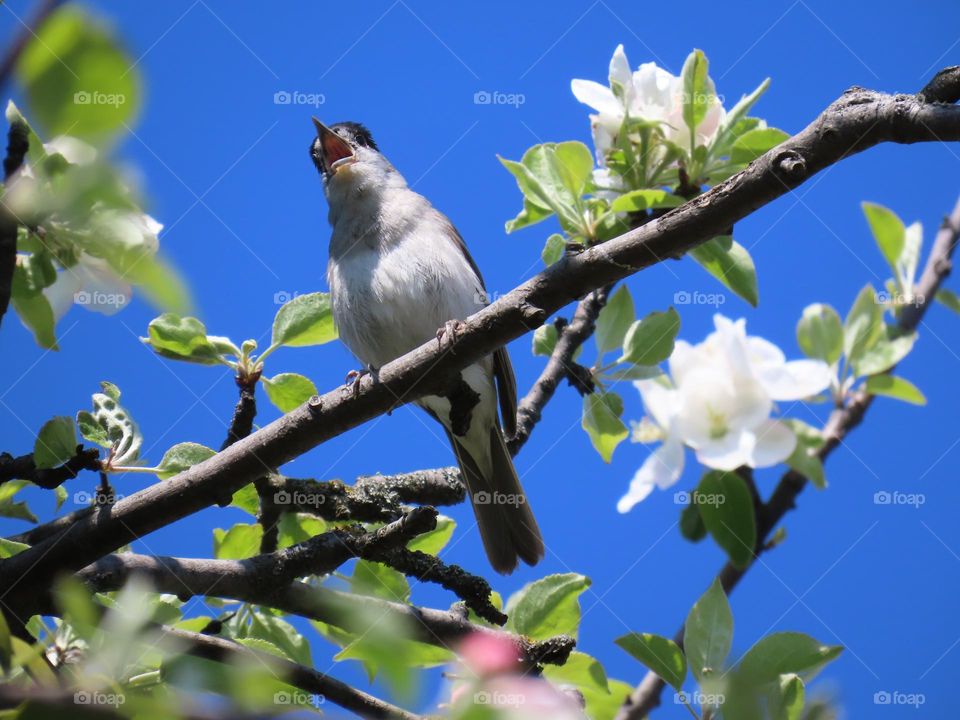 A small singing bird on a blossoming apple tree