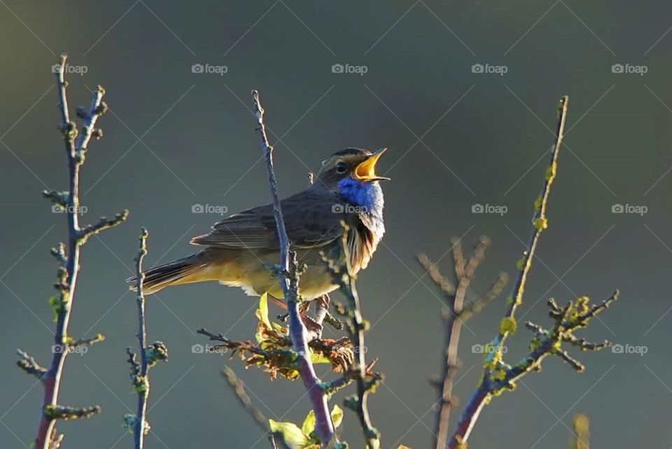 Close up on a Bluethroat bird perched on a branch and singing in Suscinio