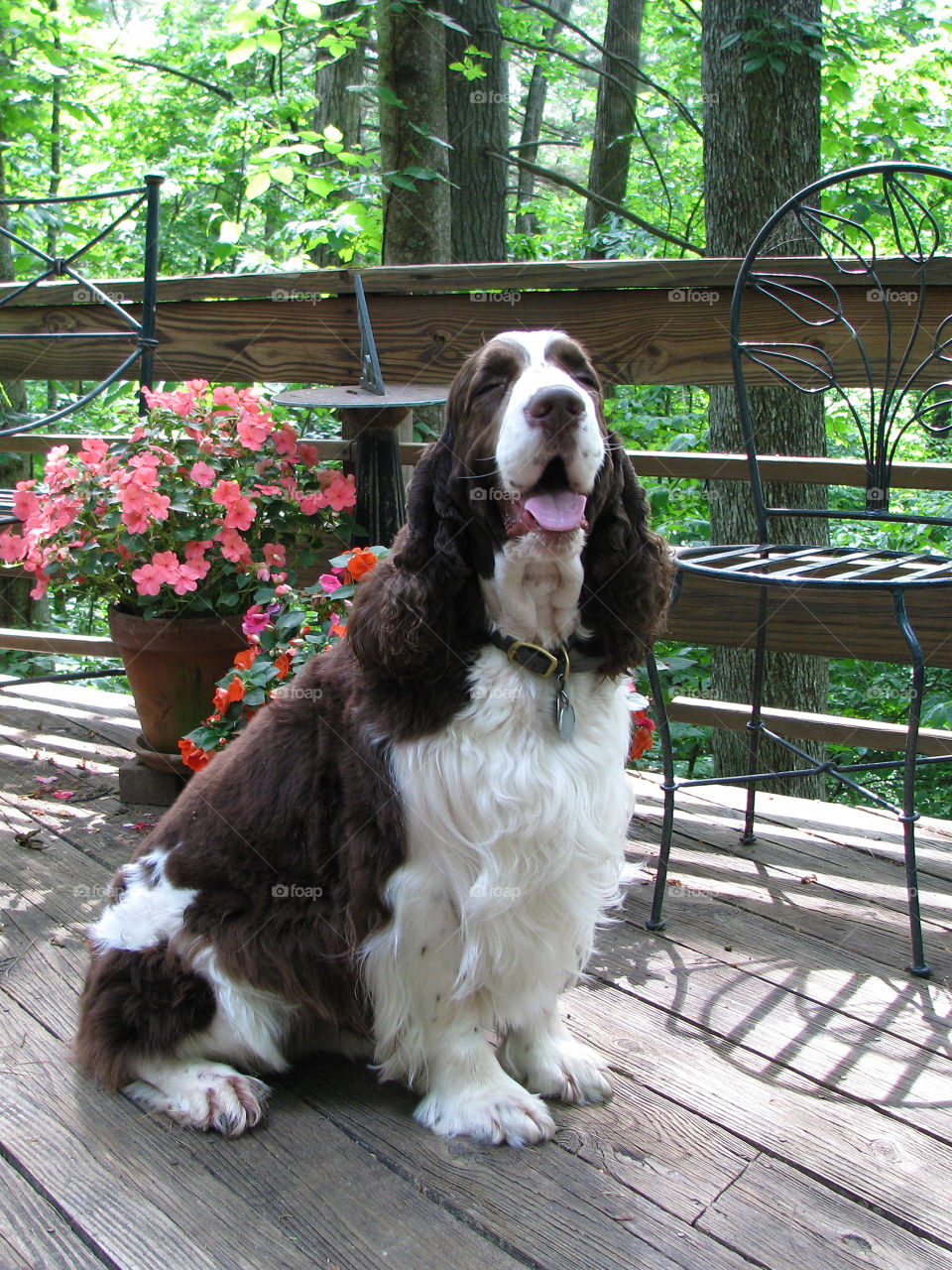 Spaniel on the deck with flowers