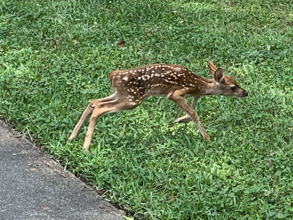 Newborn Deer