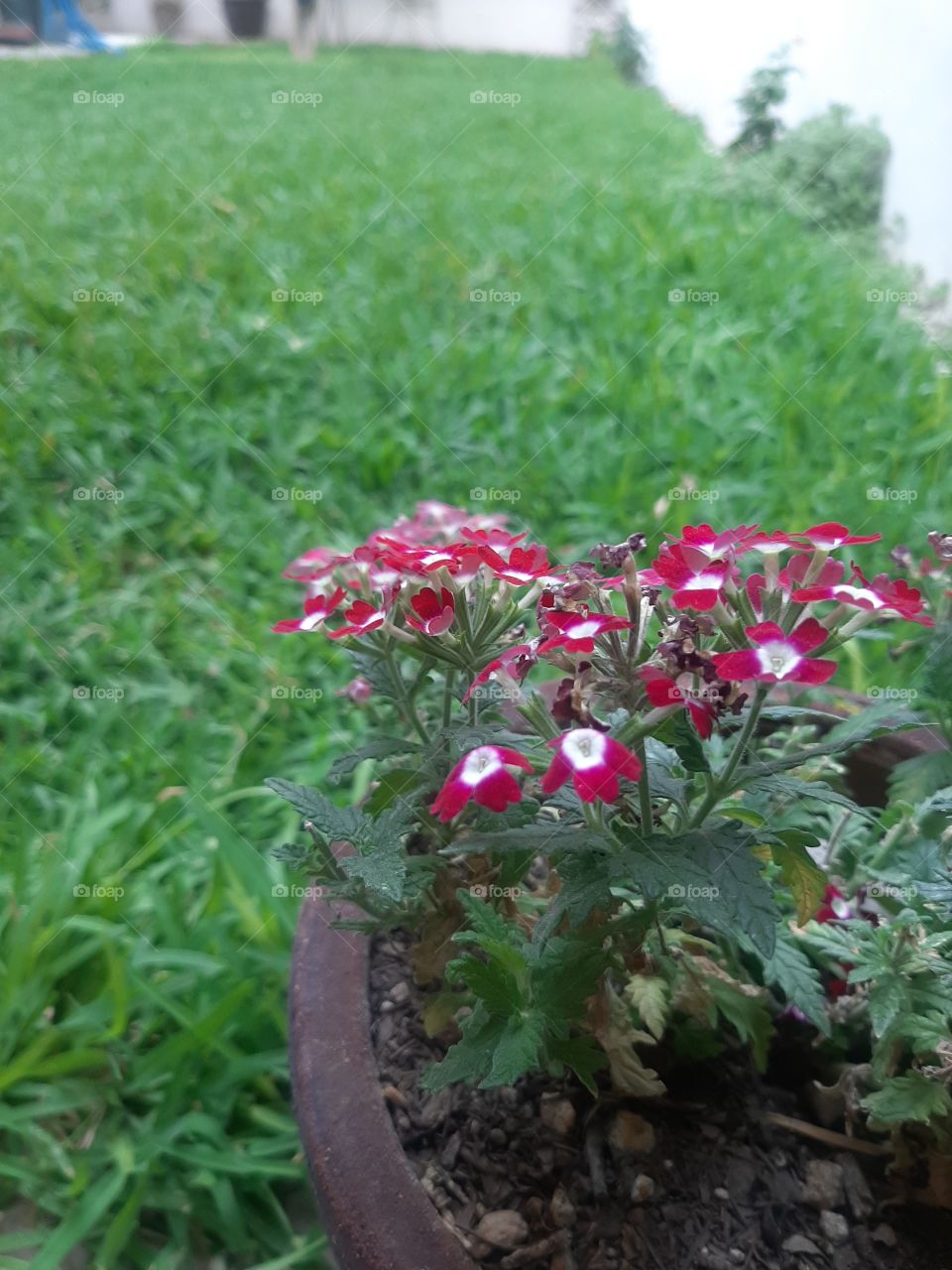 the spring is endig but summer is benning