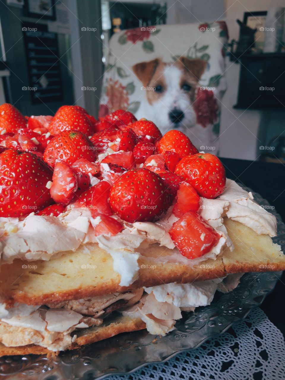 Tasty cake. Dog watching a strawberry cake