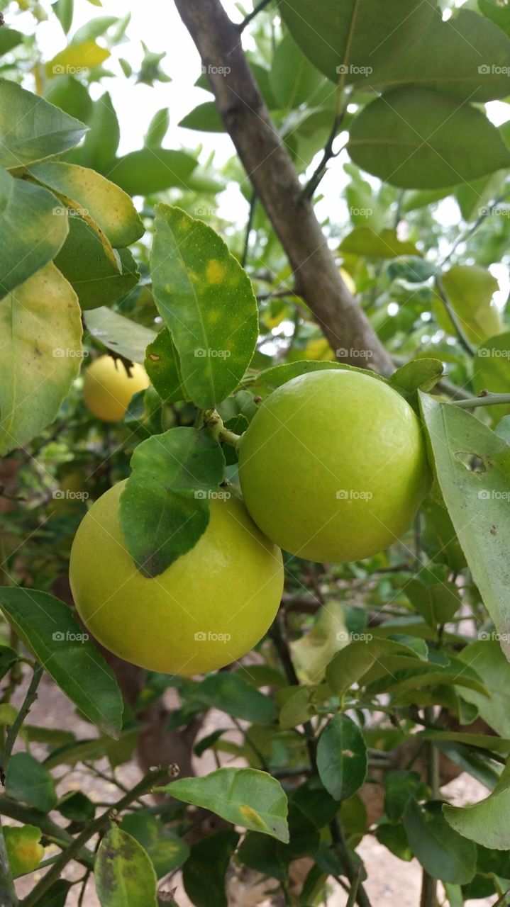 fruits