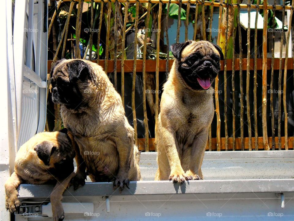 dogs -pug breed