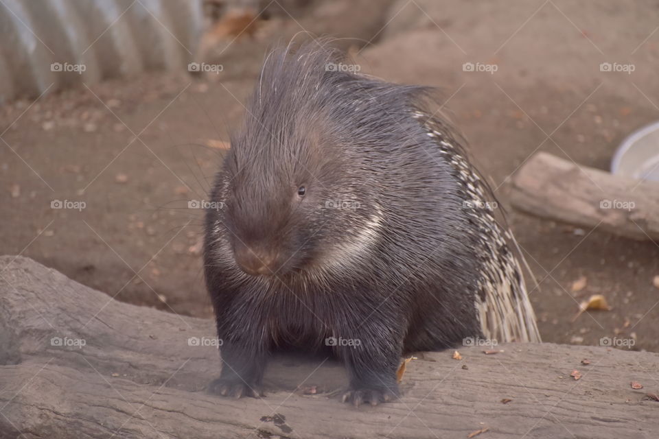 Just a friendly porcupine