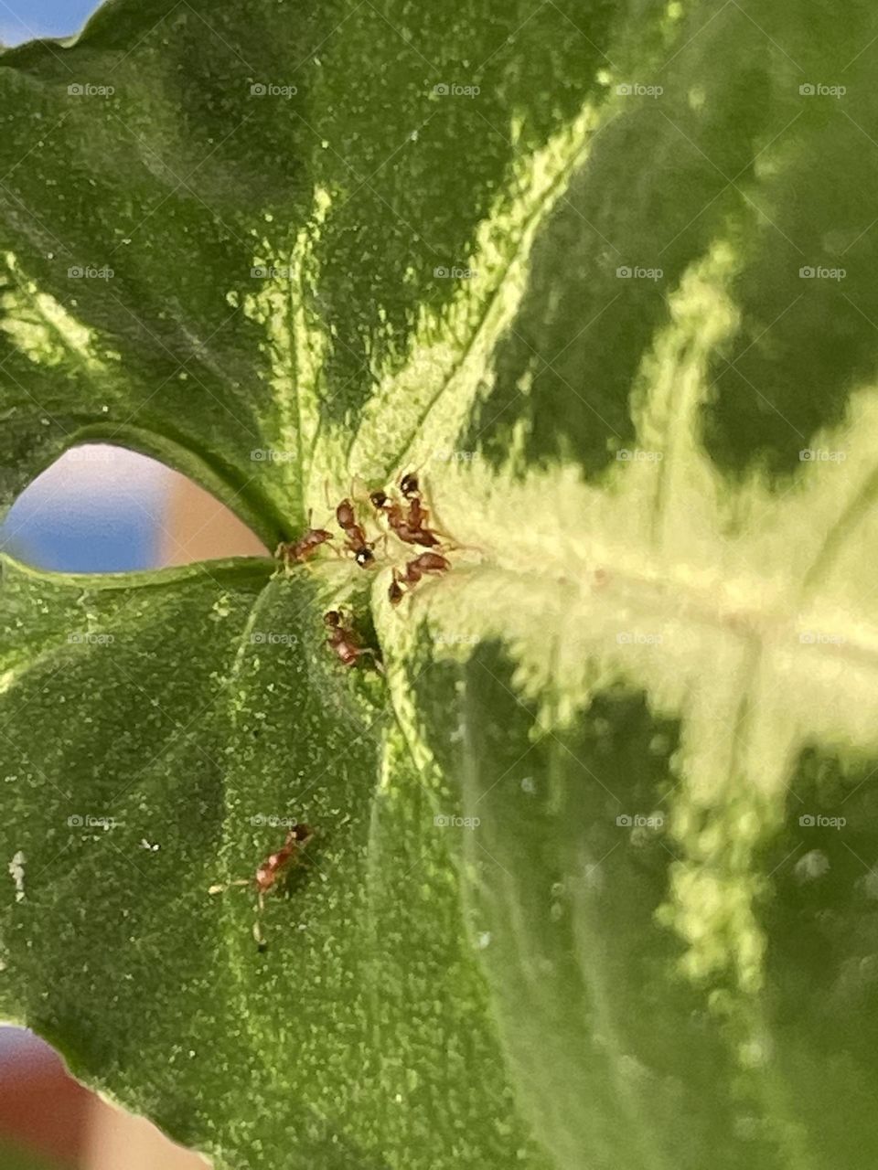 There’s a meeting going on about sustainability