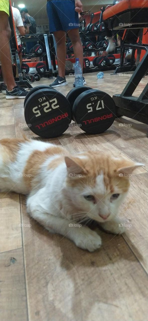 the cat in gym's salle