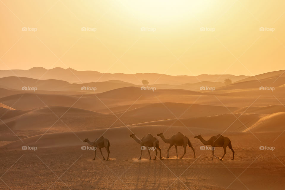 Caravan of camels in the desert at sunrise