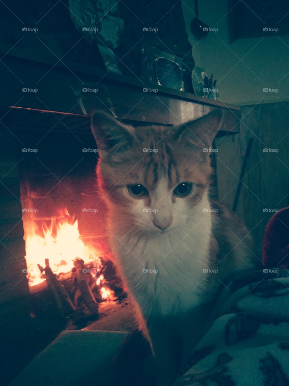 Goku cat supersayan al fuego