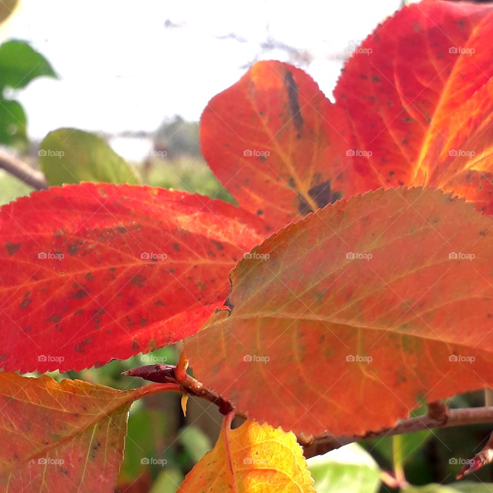 close-up of sunlit autumn coloured aronia leave