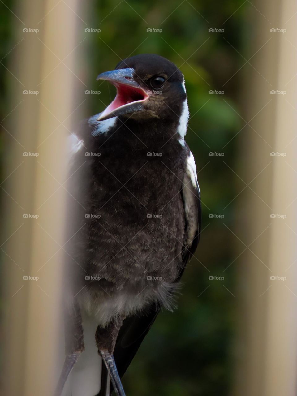 Magpie