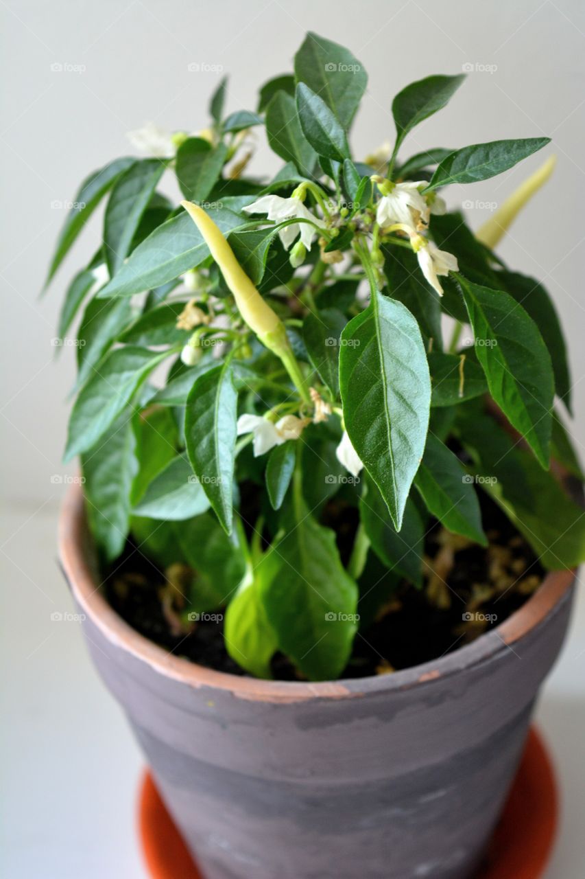 green house plants beautiful pepper decorative