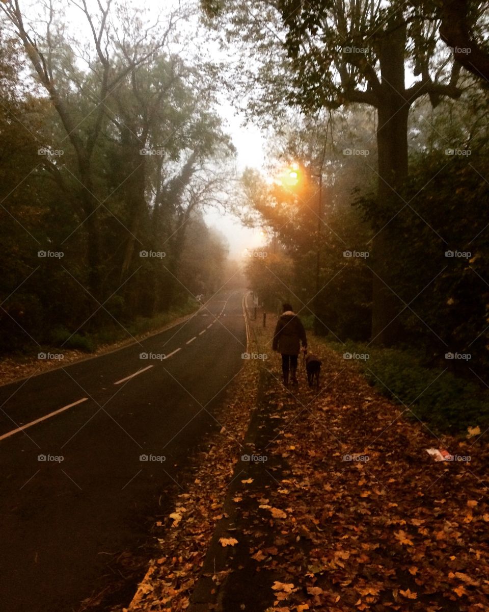 Autumn walk in Enfield, London
Golden lighting