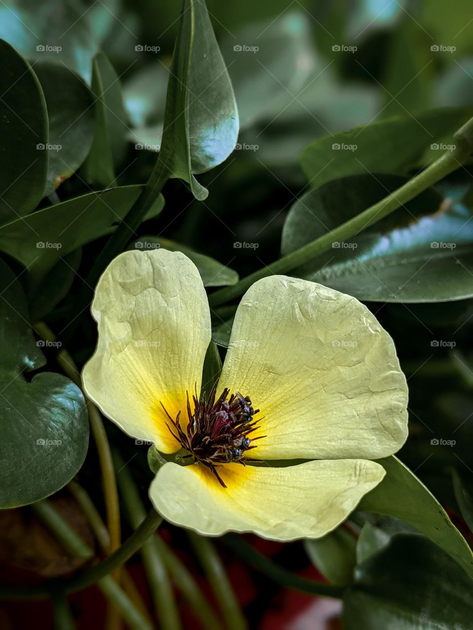 Life is the flower for which love is the honey ✨