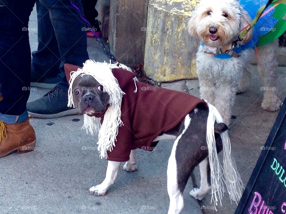 Pet parade and costume contest. Puppy as a pony