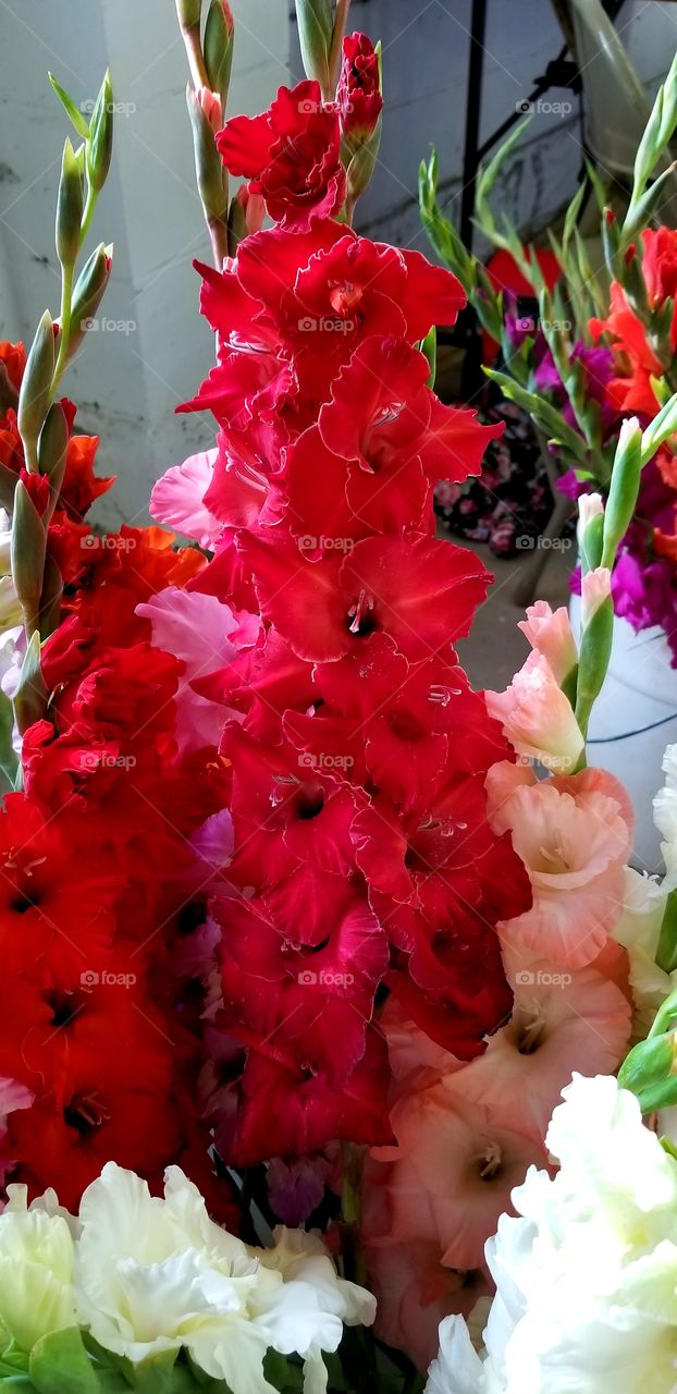 Colorful Gladiolus