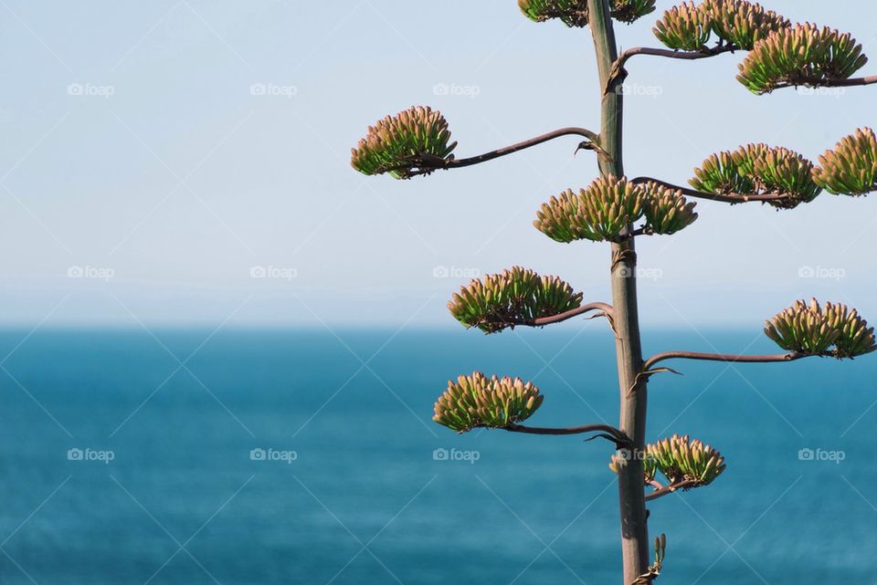 Oak tree by atlantic ocean