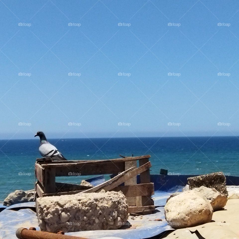 one pigeon looking at the sea