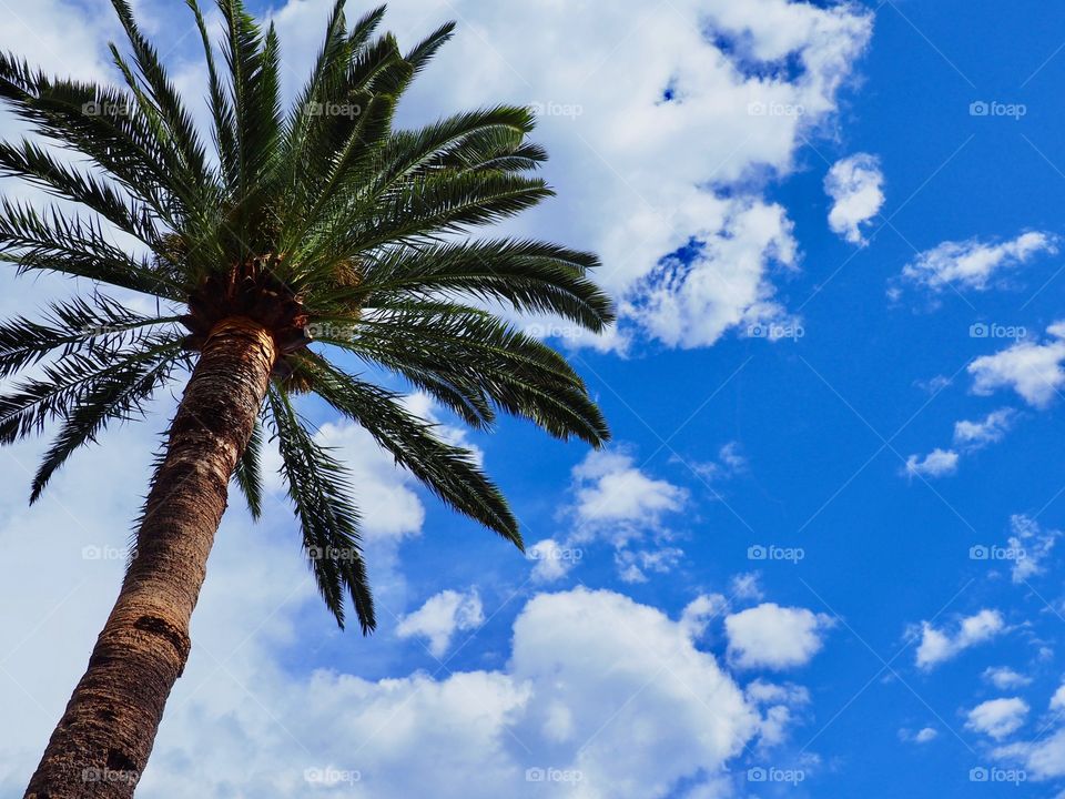 Looking up into the deep blue and cloudy sky at a lone palm tree in Beaulieu on the French Riviera.