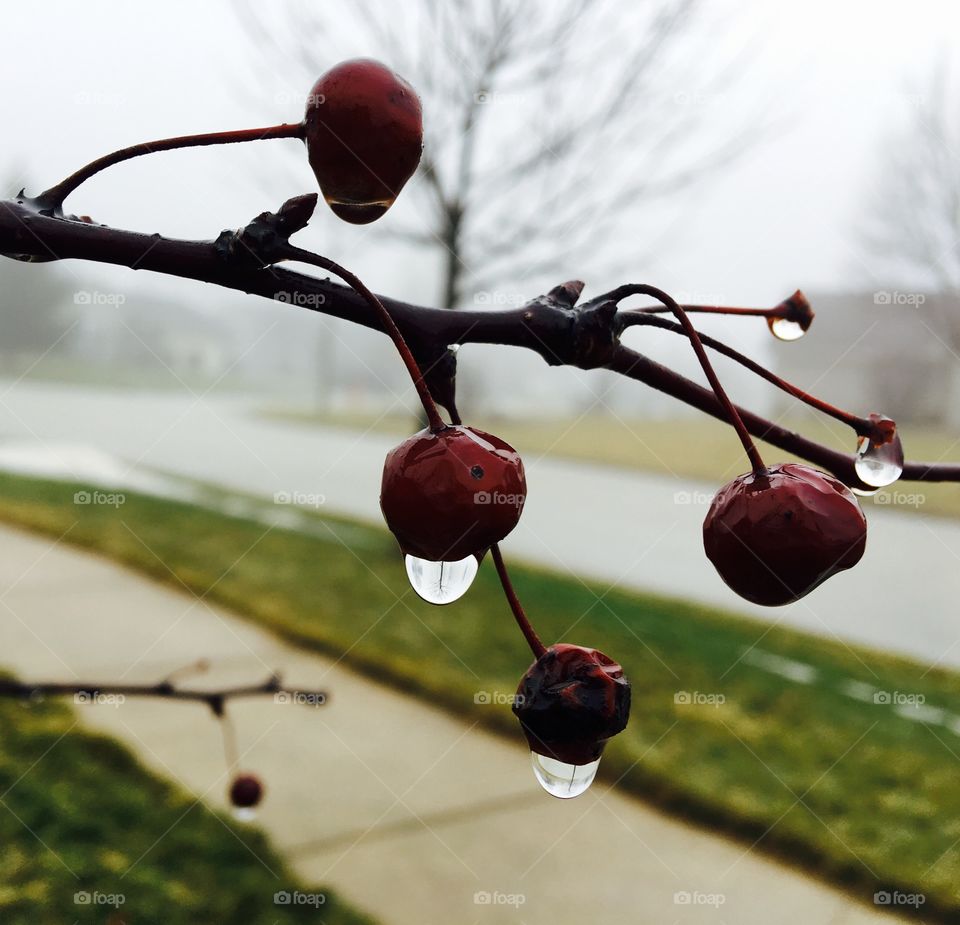 Close-up of wet cherries