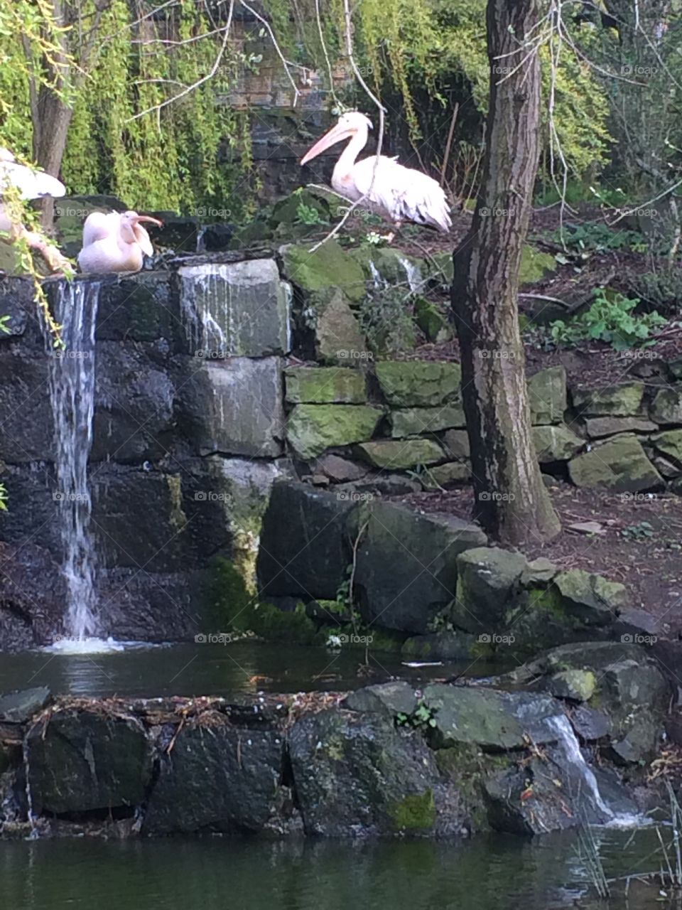 Here we see some pelicans in one of the enclosures of the Edinburgh Zoo. They’re not usually suited to life in Scotland, but the keepers here look after them really well.