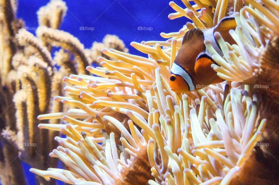 Clown fishes with corals