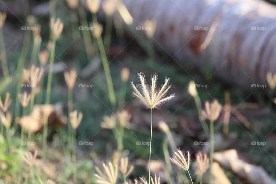Wild grass flowers blooming in a wide open meadow under the sunny weather 