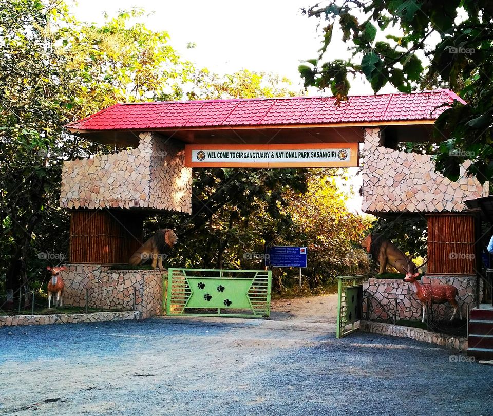 sasan gir forest