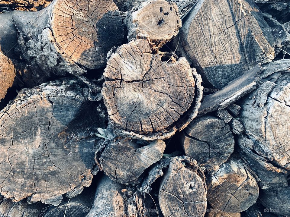 Ends of cut logs in sunlight