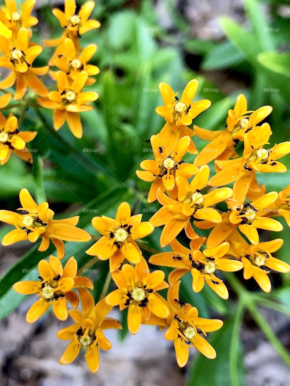 Closeup of orange milkweed covered in black ants