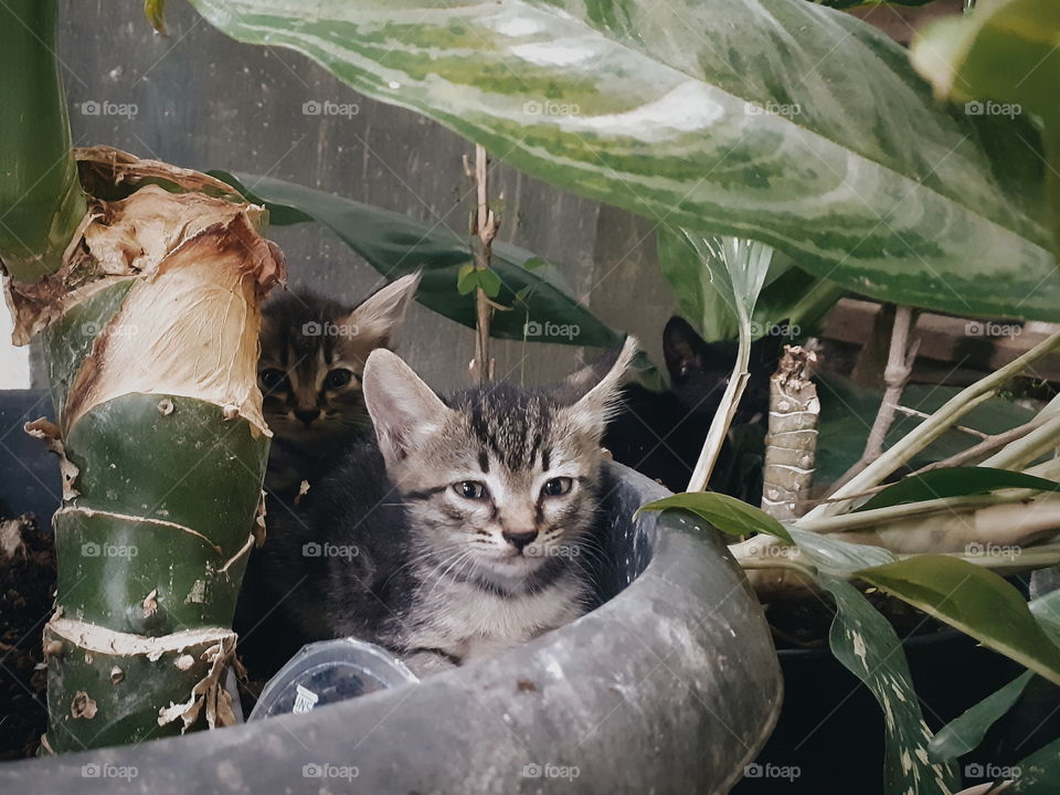 Two cute kittens are hiding in the pot, around the greenish.