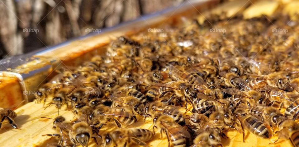 bees on hive