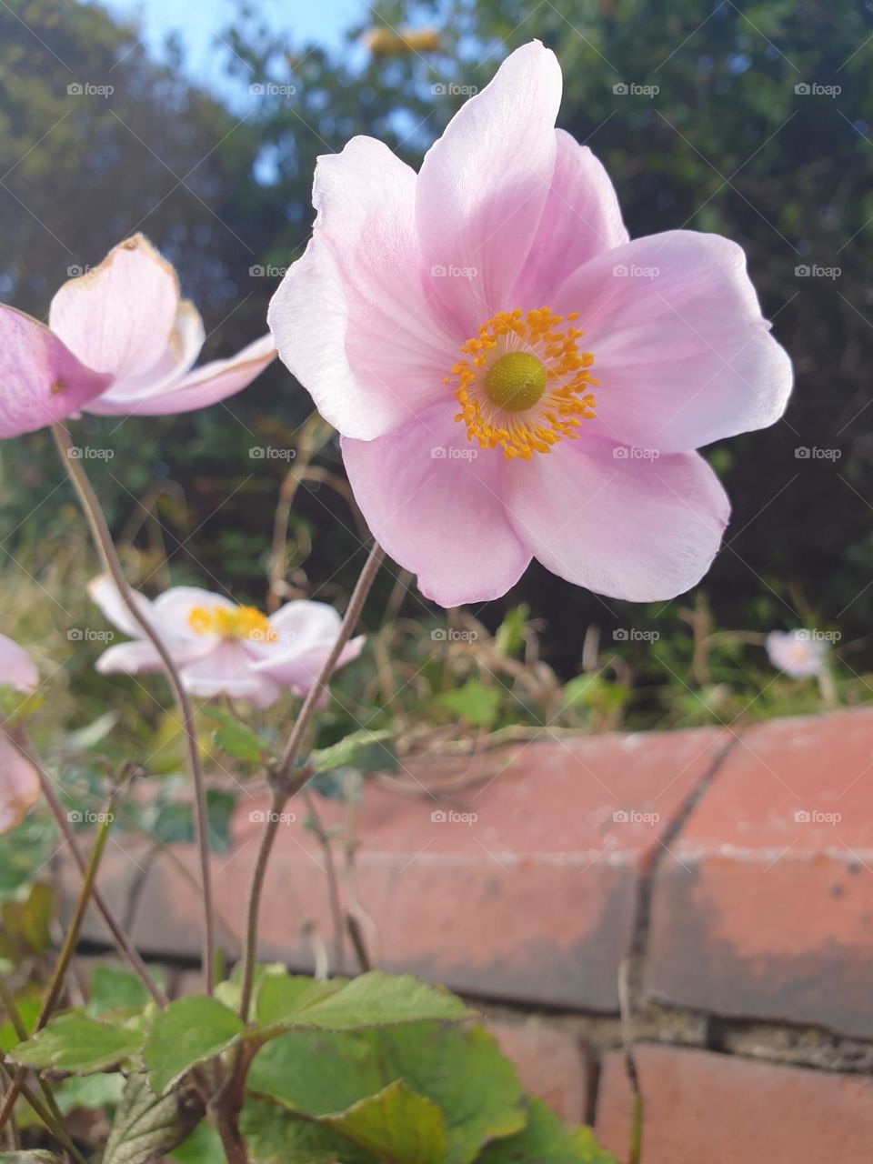 shadowed petals of a delicate flower