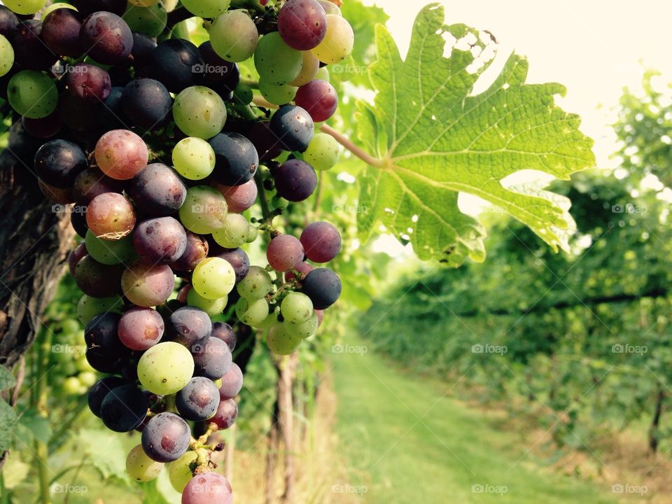 Grapes on the vine 