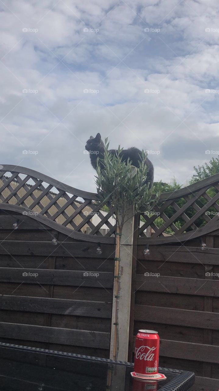 Cat on the fence 