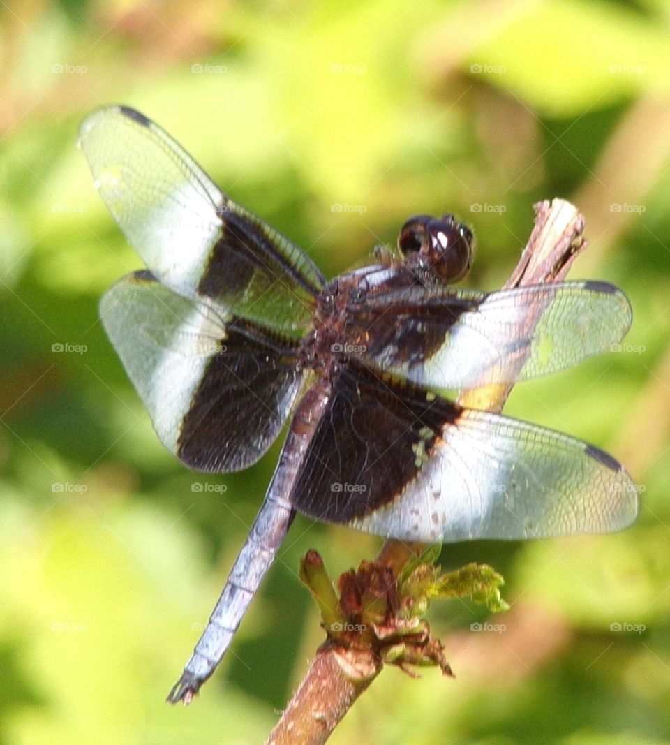 Dragonfly 