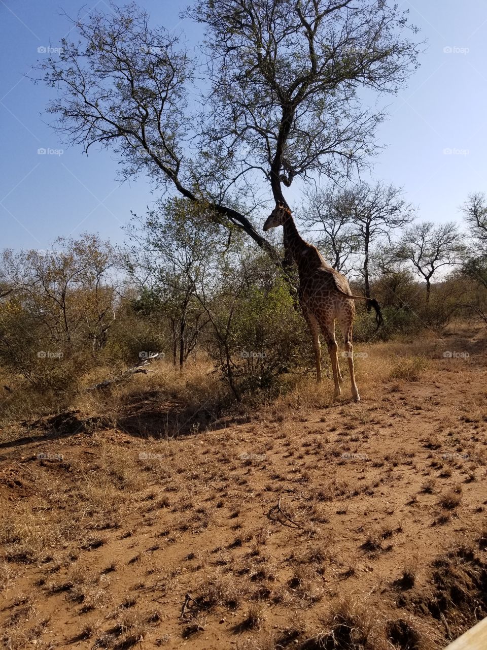 Giraffe spotted on safari