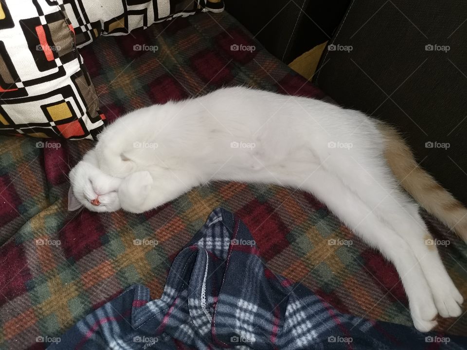 Resting from mischief