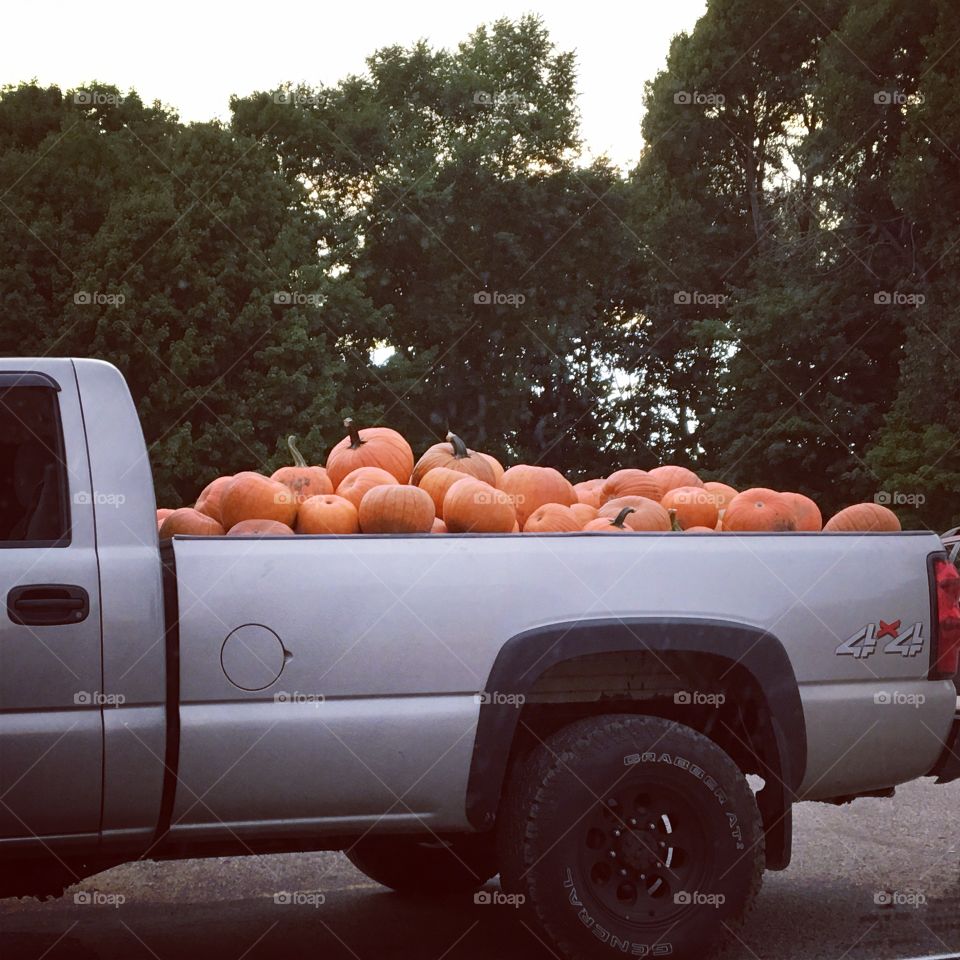 Pumpkins in a truck