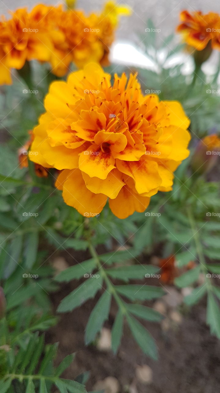 orange flower in the garden
