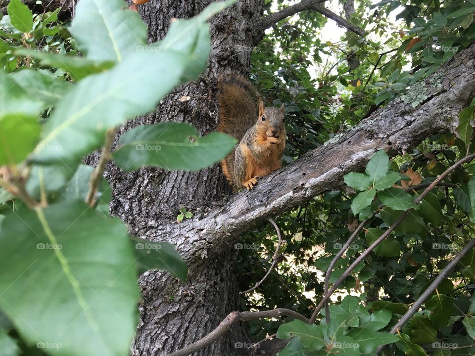 Squirrel 