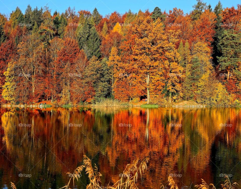 Beautiful maple forest and lake scenery