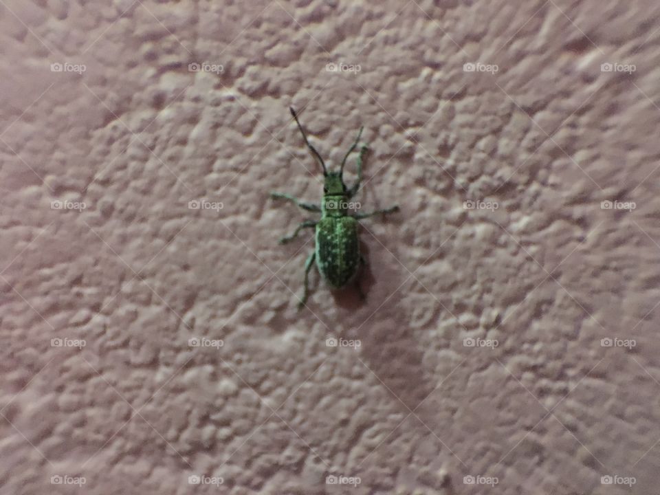 Green beetle 