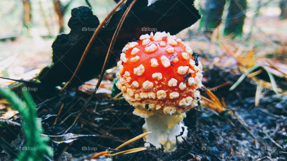 beautiful red fly agaric in the forest