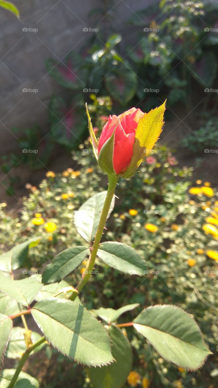 Simple lovely red rose