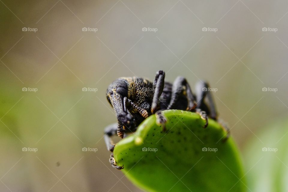 Weevil insect on leaf