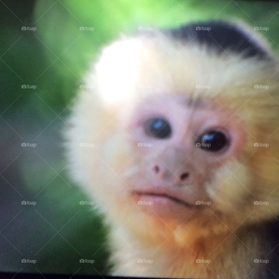 Sweet face. Monkey, zoo, wild, curious, outdoors, nature, sweet, 